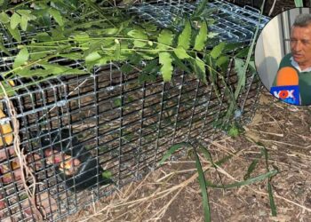 Felino causa preocupación en Altamira, Tamaulipas tras ataque a gallinas
