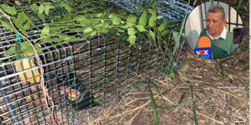 Felino causa preocupación en Altamira, Tamaulipas tras ataque a gallinas