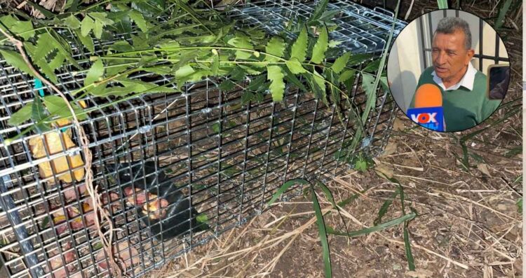 Felino causa preocupación en Altamira, Tamaulipas tras ataque a gallinas