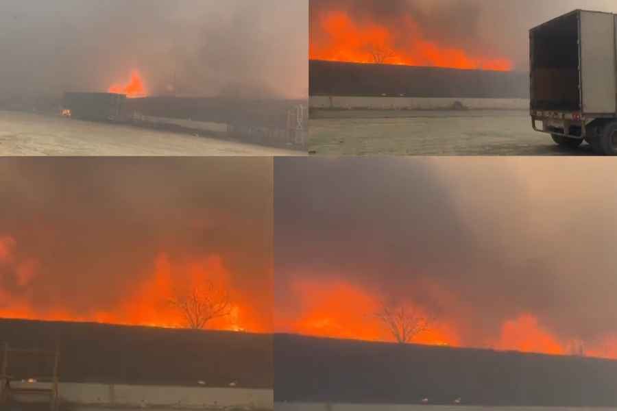 Fuego planta Vitro García (3)