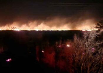 Guardia Estatal activa Plan Tamaulipas en Jiménez, Tamaulipas por incendio forestal