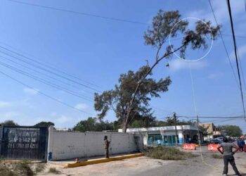 Hombre reta a la muerte al subir a lo más alto de un árbol para cortarlo en Altamira