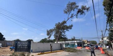 Hombre reta a la muerte al subir a lo más alto de un árbol para cortarlo en Altamira