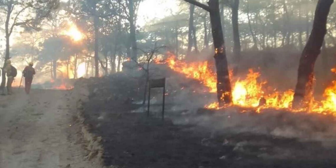 Incendio en el bosque de 'La Primavera' de Jalisco provoca suspensión de clases
