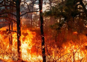 Incendios forestales obligan a evacuar zonas de Carolina del Norte y Carolina del Sur declara emergencia