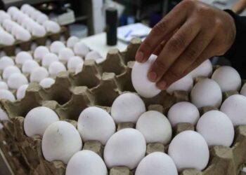La crisis por gripe aviar en EU impulsa las importaciones de huevo desde México