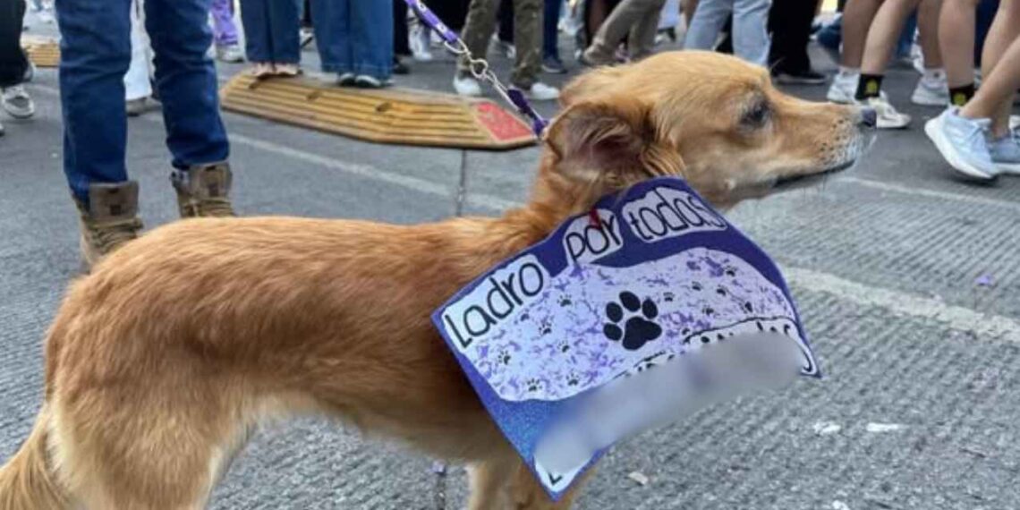 Mascotas marcha 8M