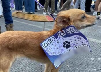 Mascotas marcha 8M