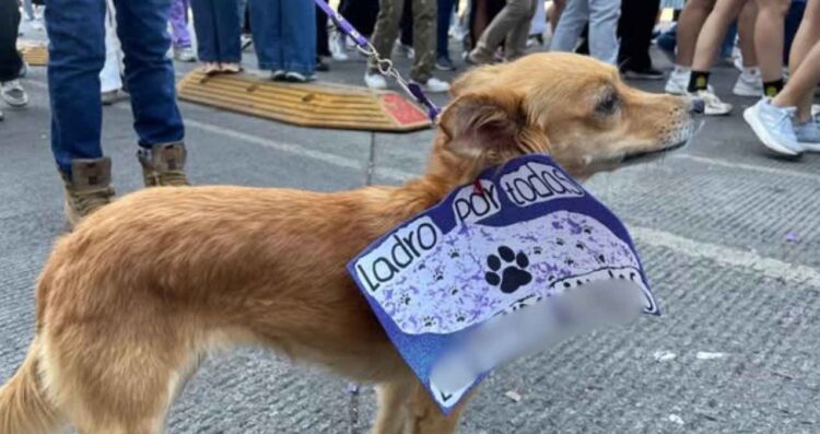Mascotas marcha 8M