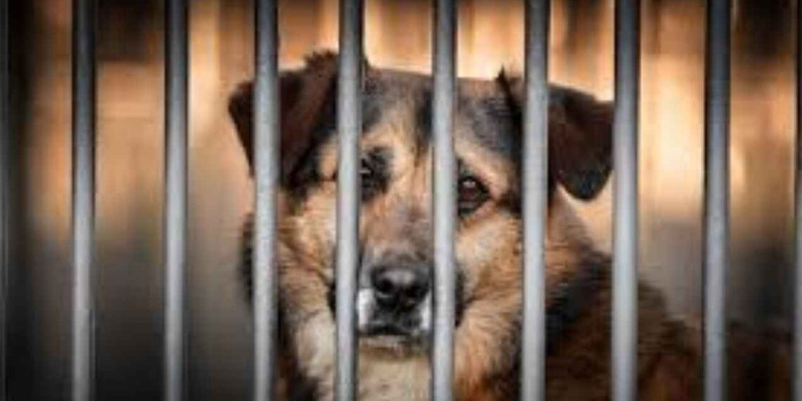 Partido Verde propone nuevas sanciones más severas para el maltrato animal, con hasta 10 años de prisión