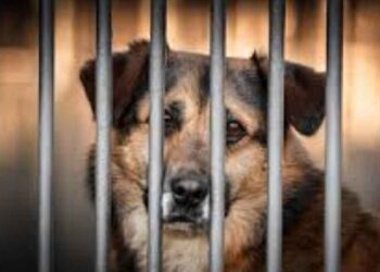 Partido Verde propone nuevas sanciones más severas para el maltrato animal, con hasta 10 años de prisión