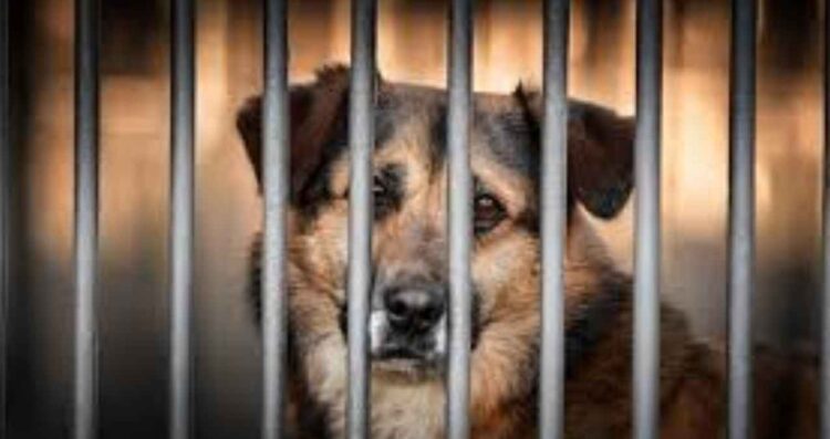 Partido Verde propone nuevas sanciones más severas para el maltrato animal, con hasta 10 años de prisión