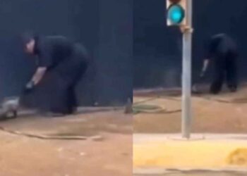 Profepa presenta denuncia tras brutal agresión a tlacuache en Nuevo León