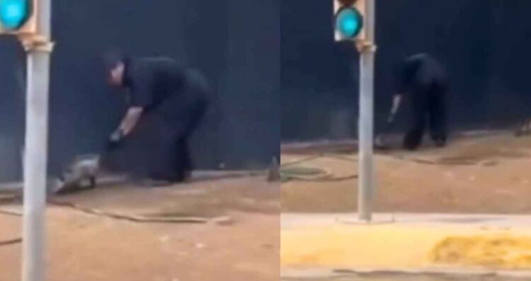 Profepa presenta denuncia tras brutal agresión a tlacuache en Nuevo León