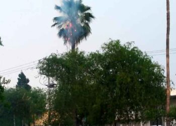 Rayo palma Nuevo Laredo