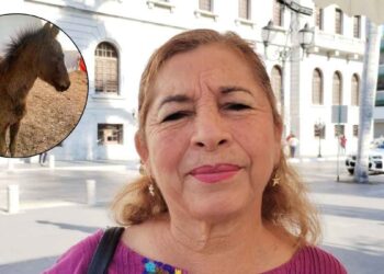 Regidora de Tampico no estaba al tanto de la muerte de yegua y rescate de potrillo