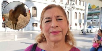 Regidora de Tampico no estaba al tanto de la muerte de yegua y rescate de potrillo