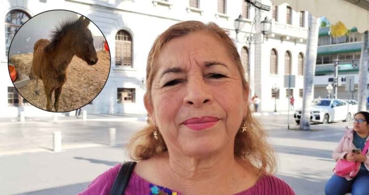 Regidora de Tampico no estaba al tanto de la muerte de yegua y rescate de potrillo