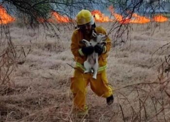 Rescate animales Nuevo León
