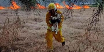 Rescate animales Nuevo León