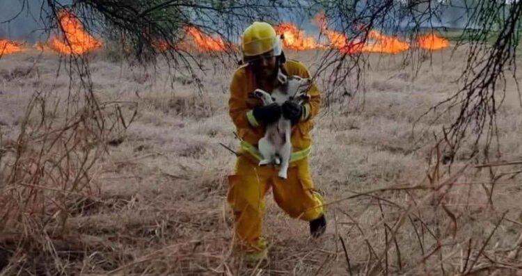 Rescate animales Nuevo León