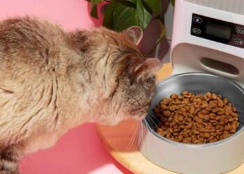 Retiran marca de comida para gatos contaminada con gripe aviar alerta sanitaria