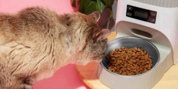 Retiran marca de comida para gatos contaminada con gripe aviar alerta sanitaria