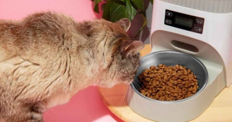 Retiran marca de comida para gatos contaminada con gripe aviar alerta sanitaria