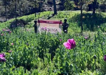 Semar destruye más de un millón de plantas de amapola en Nayarit