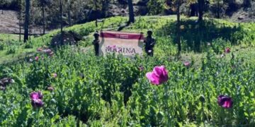 Semar destruye más de un millón de plantas de amapola en Nayarit