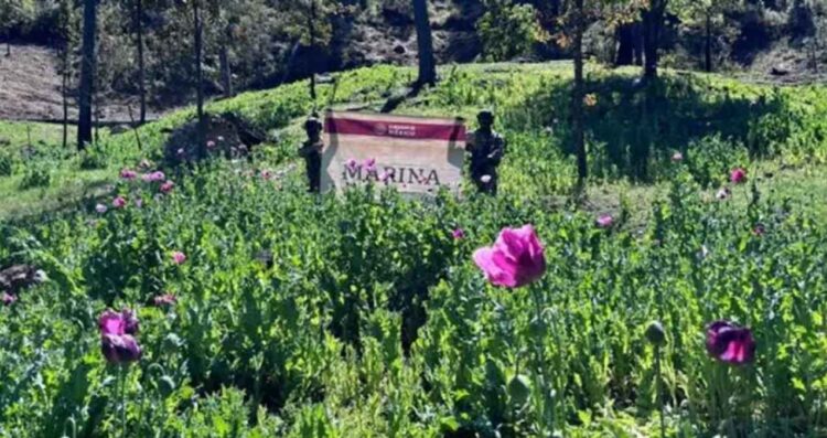 Semar destruye más de un millón de plantas de amapola en Nayarit