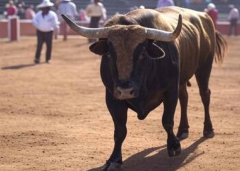Asociación de Tauromaquia Mexicana pide analizar propuestas