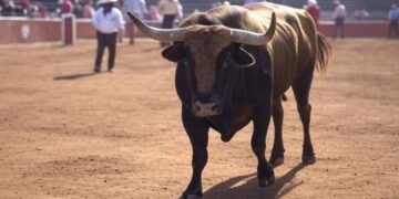 Asociación de Tauromaquia Mexicana pide analizar propuestas