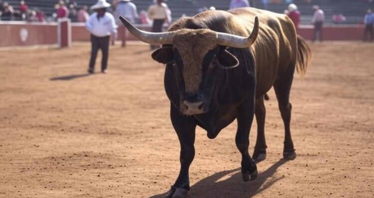 Asociación de Tauromaquia Mexicana pide analizar propuestas