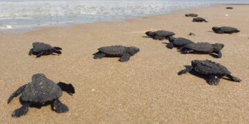 arribazón de tortugas en Tamaulipas