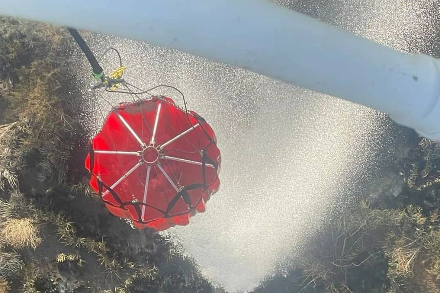 Bambi Bucket en Tamaulipas