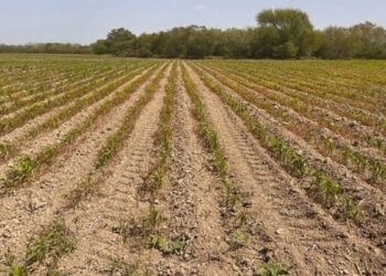 cultivo de ajonjolí en Matamoros