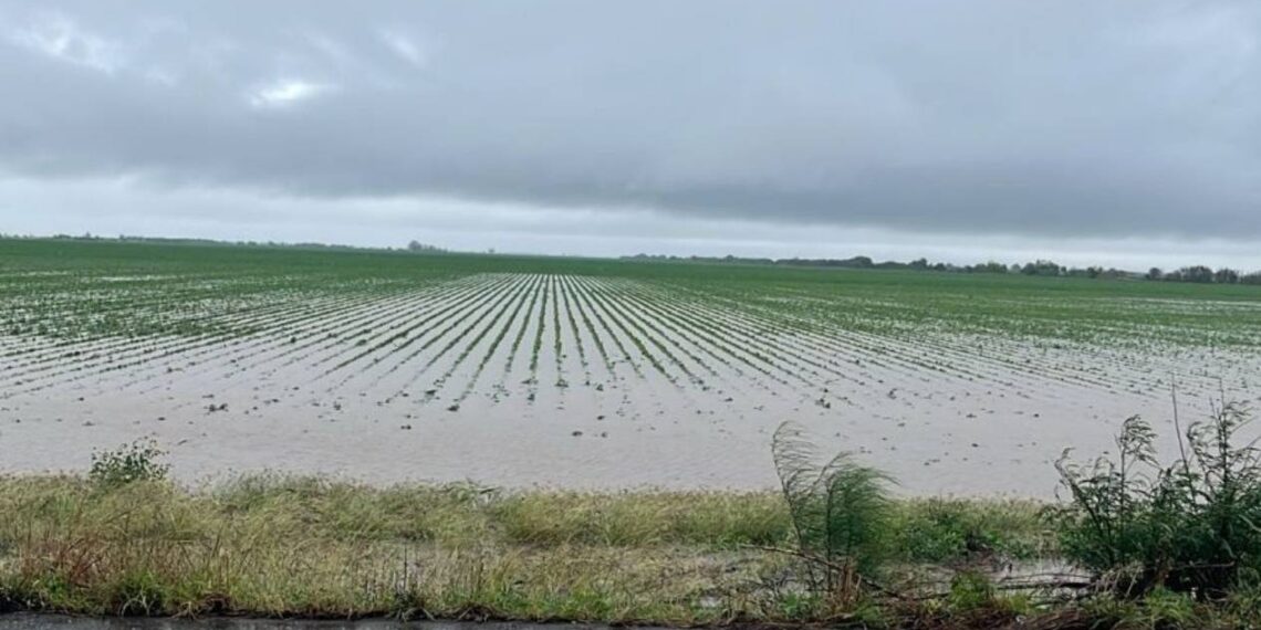 cultivos afectados por sequía en Tamaulipas_
