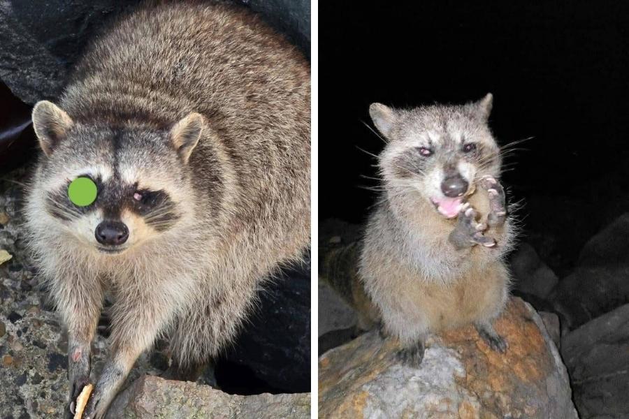 mapaches Playa Miramar