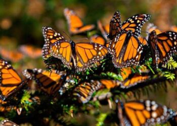 mariposa monarca Tamaulipas