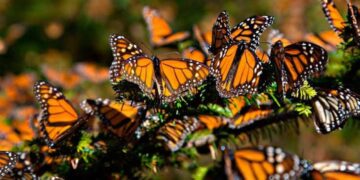 mariposa monarca Tamaulipas
