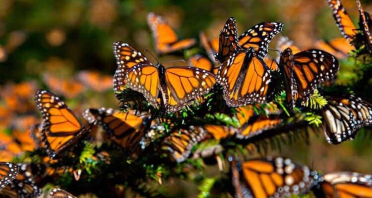 mariposa monarca Tamaulipas
