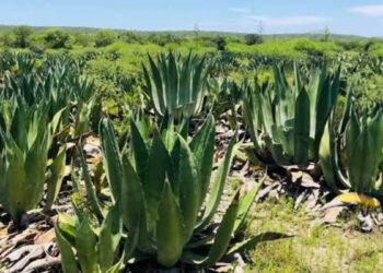 mezcal San Carlos Tamaulipas