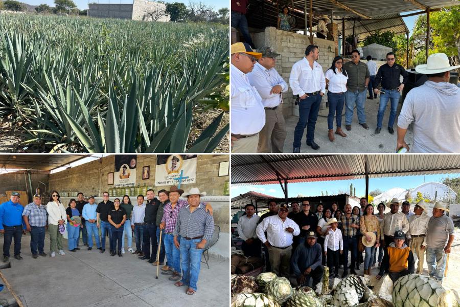 mezcal tamaulipeco en Puebla