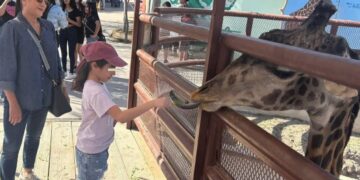 muere jirafa del zoológico de Nuevo Laredo