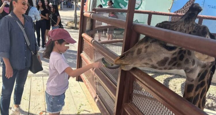 muere jirafa del zoológico de Nuevo Laredo