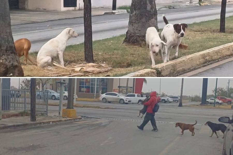 Patrulla Canina en Nuevo Laredo