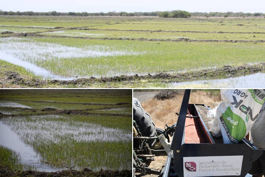 productores de arroz del sur de Tamaulipas