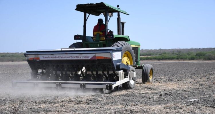 productores de arroz del sur de Tamaulipas