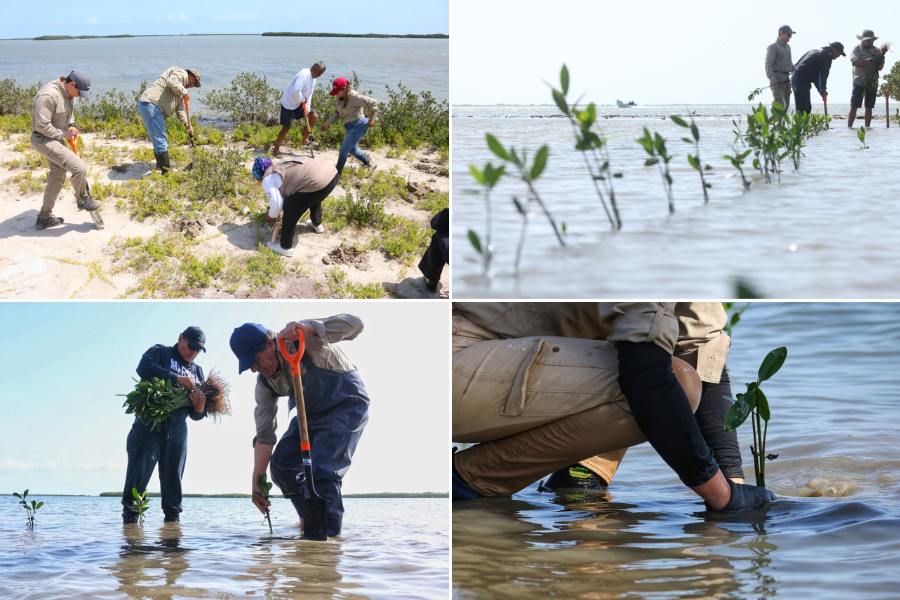 reforestación en La Laguna Morales